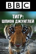 BBC: Тигр - шпион джунглей